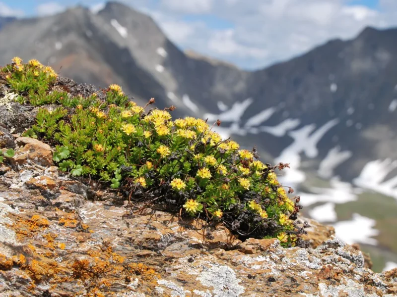 Héritage et Bienfaits des plantes Alpines Suisses